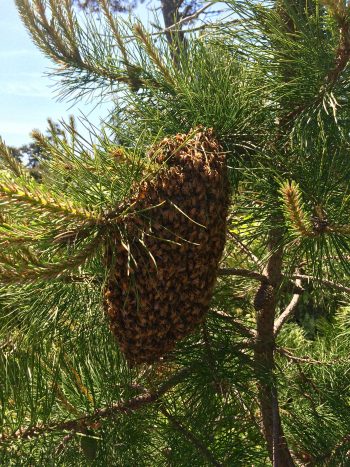 Swarm on a tree