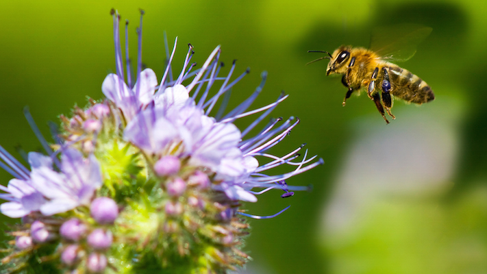 honeybee-purple-flower.
