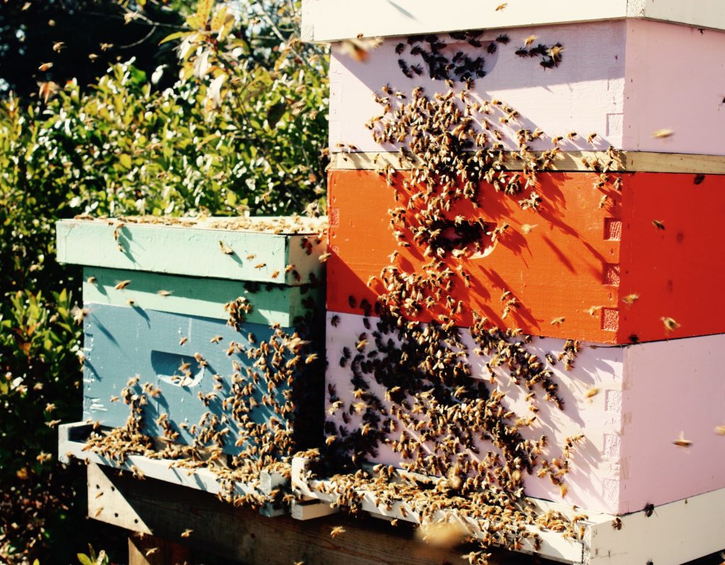 nantucket-bee-local-bees-hive