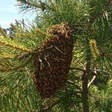 Swarm on a tree